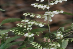 Vaccinium neilgherrense